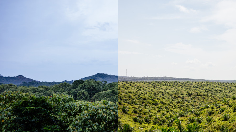 Forests in Indonesia