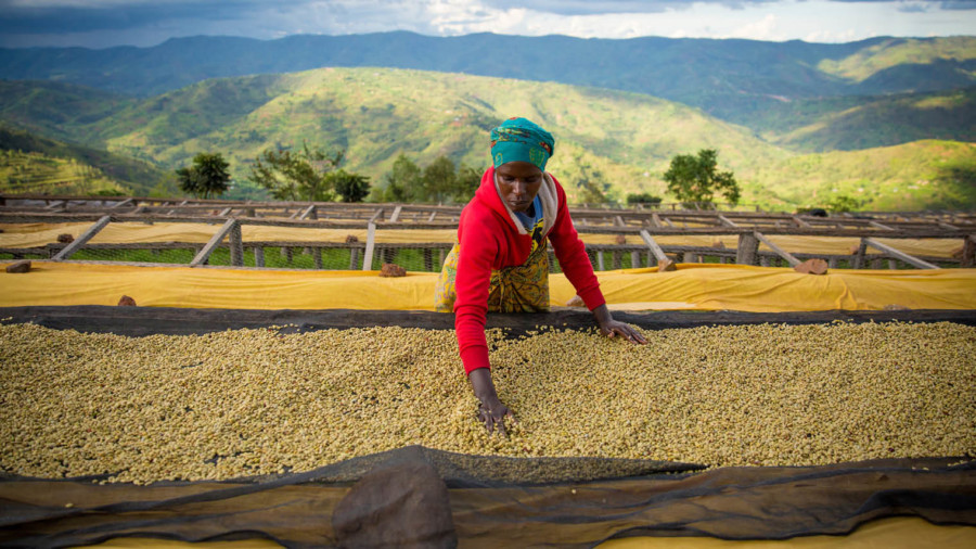 Woman working in coffee production