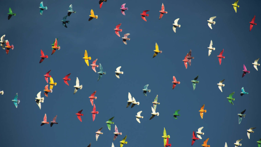 Multi-coloured birds